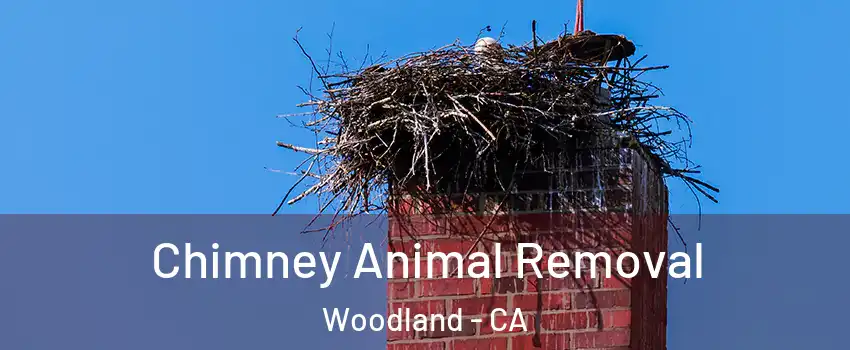  Chimney Animal Removal Woodland - CA