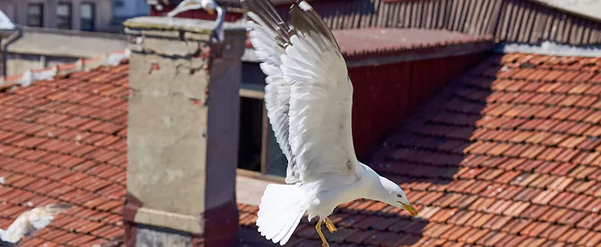 Residential Chimney Animal Removal Solution in Woodland, CA