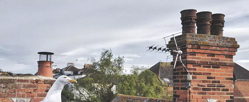 Chimney Cleaning And Restoration in Woodland, California